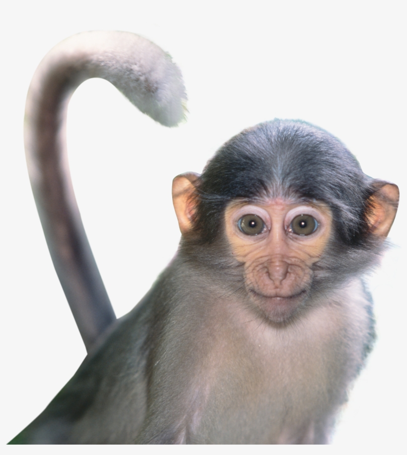 1245 X 1229 - Png Transparent Background Animal Transparent, transparent png #266956