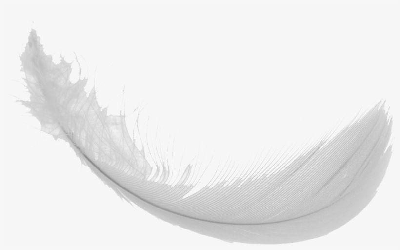 Feather Png Images - Transparent Background Feather Gif, transparent png #267183