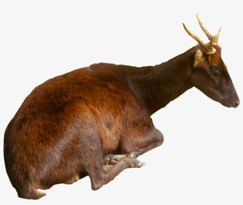 Philippine Brown Deer - Philipine Ouse Deer, transparent png #267270