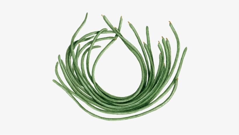 Yard Long Beans - Chives, transparent png #267443