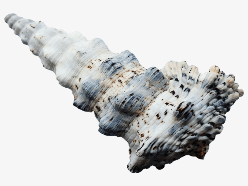 Free Png Seashell Png Images Transparent - Portable Network Graphics, transparent png #267626