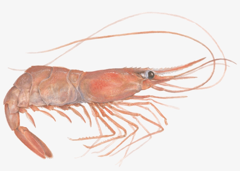 Shrimp - Monterey Bay Aquarium, transparent png #267928
