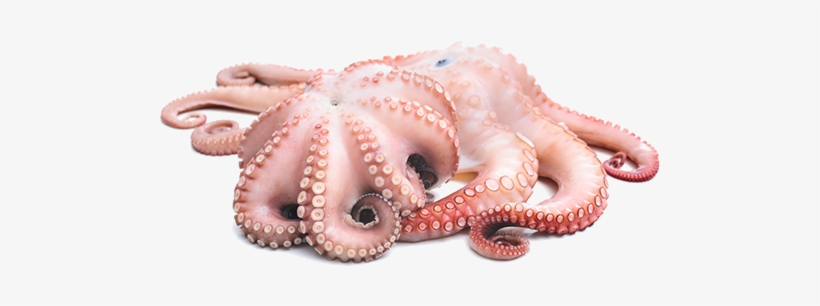 Octopus Png, transparent png #268009