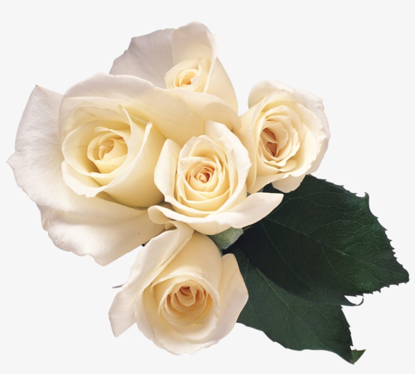 White Roses Png Free, transparent png #268405
