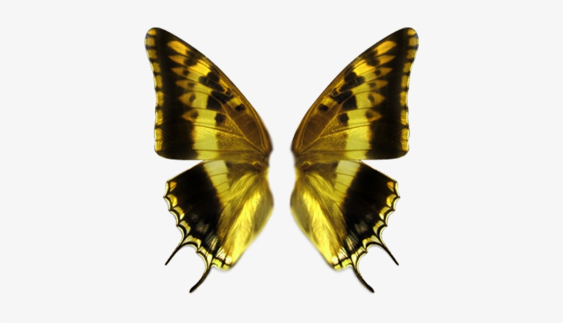 Butterfly Wings Png - Butterfly Wing Transparent Png, transparent png #268526