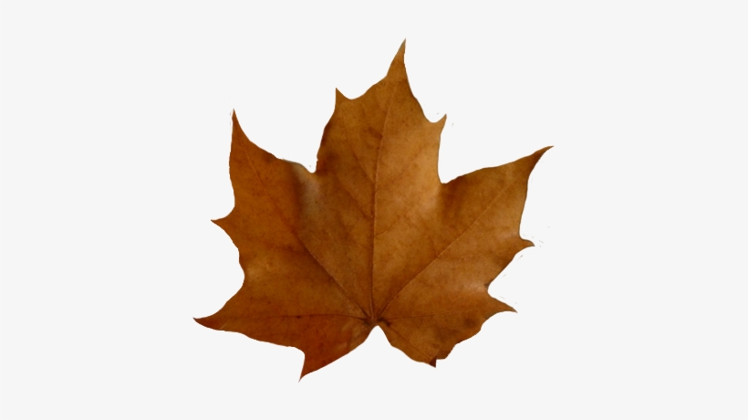 fall leaf clipart no background