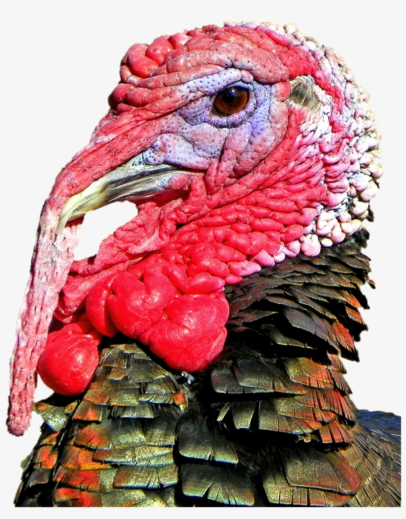 Turkey Head Transparent Background, transparent png #269814