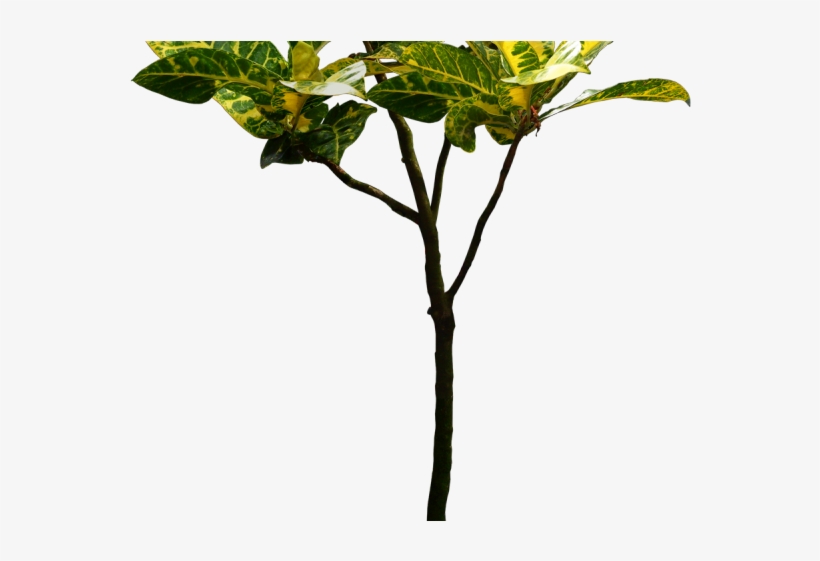 Plants Png Transparent Images - Png Plants Free Download, transparent png #2600010