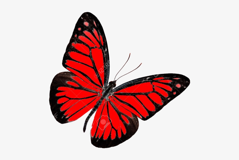 Red Butterfly Transparent Background Png - Transparent Background Red Butterfly, transparent png #2600908