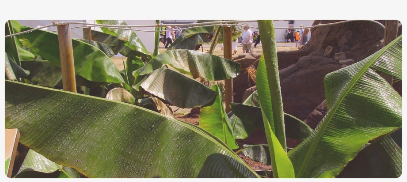 This Is An Old And Effective Method For The Detoxification - Ensete, transparent png #2601754