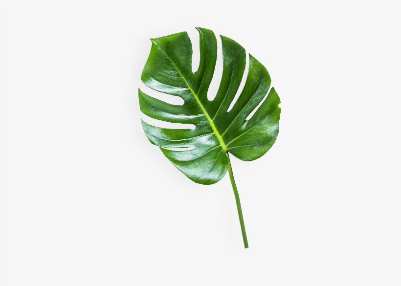 The - Banana Leaf Transparent Background, transparent png #2601843