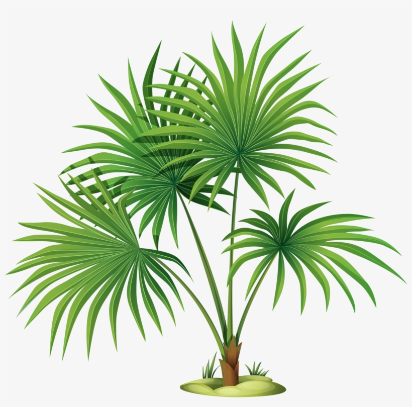 Яндекс - Фотки - Palm Tree Leaves Clipart, transparent png #2602235