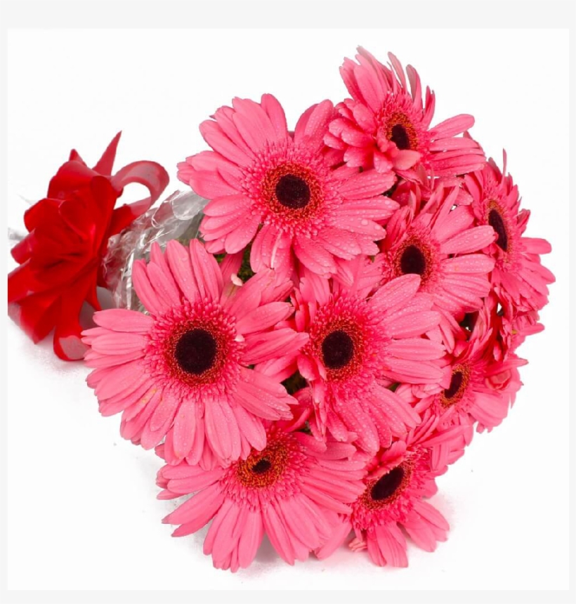 Pink Gerbera - Barberton Daisy, transparent png #2603186
