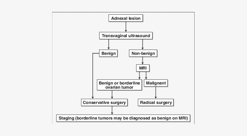 Maging Algorithm For Diagnosis Of Borderline Tumors - Science, transparent png #2603470