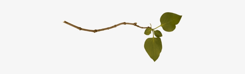 Branches Border, transparent png #2604685