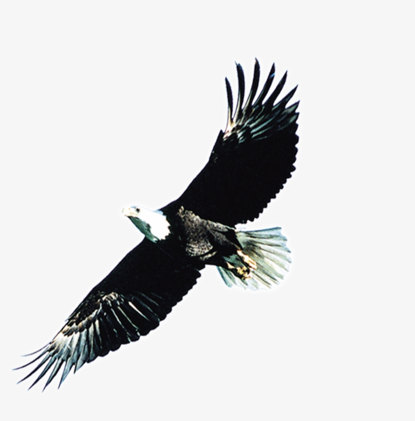 Eagle Wings Png Svg Transparent Download - 雄 鹰, transparent png #2604814