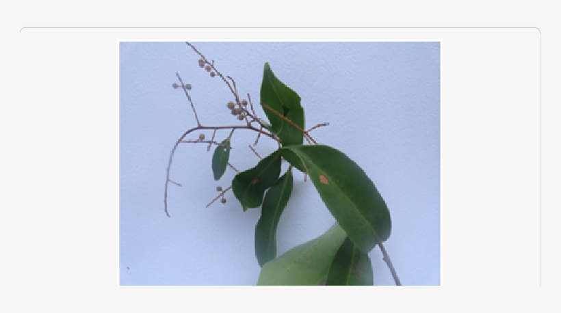 Twig With Fruits - Pharmacognosy Pdf In Hindi, transparent png #2607921