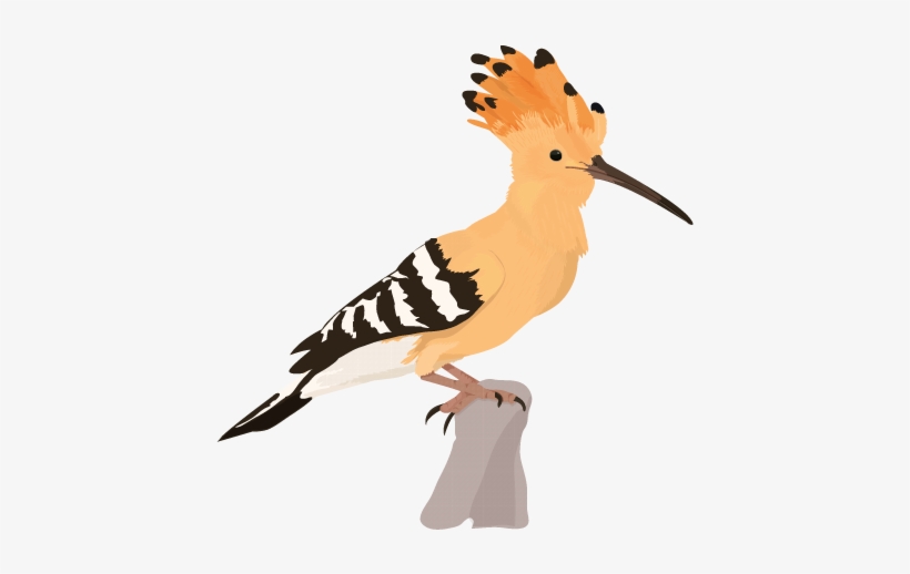 Week / Bird - Hoopoe Clipart, transparent png #2608108
