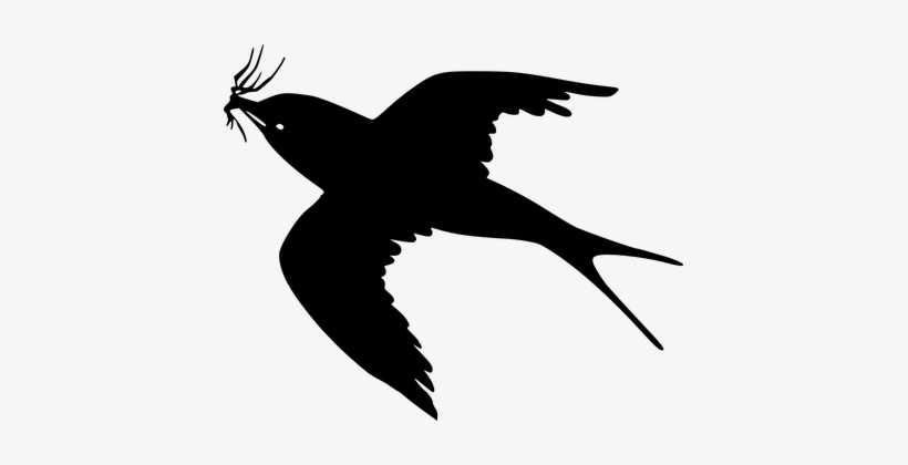 Bird Swallow Silhouette Black Nesting Flyi - Cartoon Black Bird Flying, transparent png #2608284