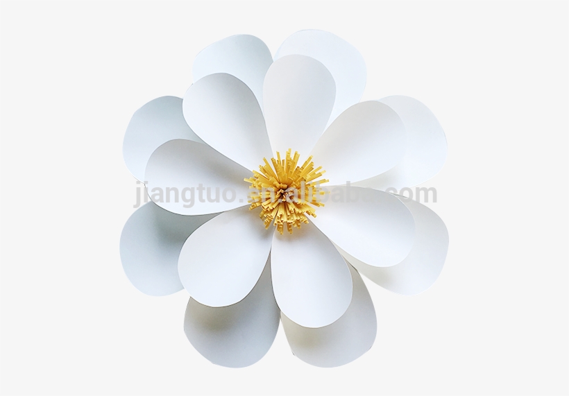 Zinnia, transparent png #2609056