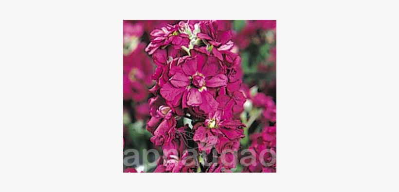 Stock F1 Vintage Flower, transparent png #2609177