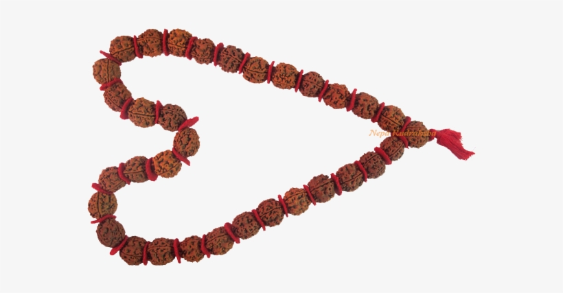 Kanthas Rudraksha Collection - Rudraksha, transparent png #2609864