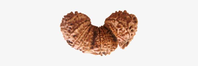 Trijuti Rudraksha Collection - Rudraksh Trijuti Png, transparent png #2610072