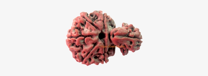 Savar Rudraksha Collection - Savar Upazila, transparent png #2610179