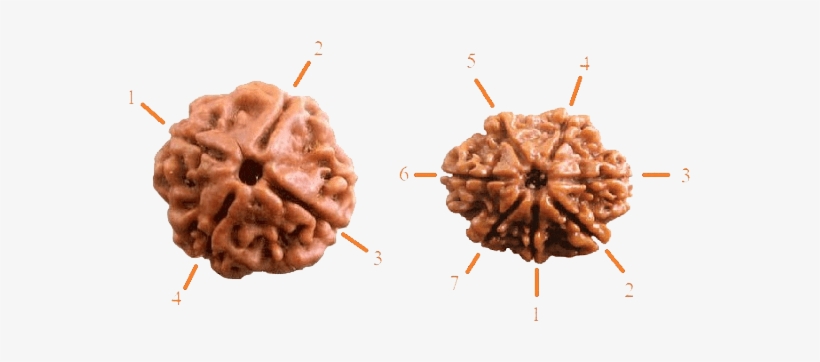 Proper Use Of Rudraksha Is As Important As Using A - 7 Mukhi Rudraksha, transparent png #2610304