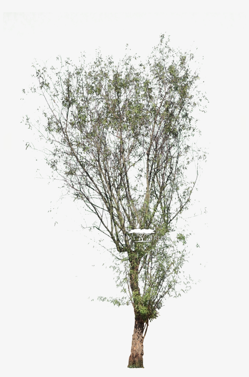 Searcia Pendulina - Searsia Pendulina, transparent png #2610908