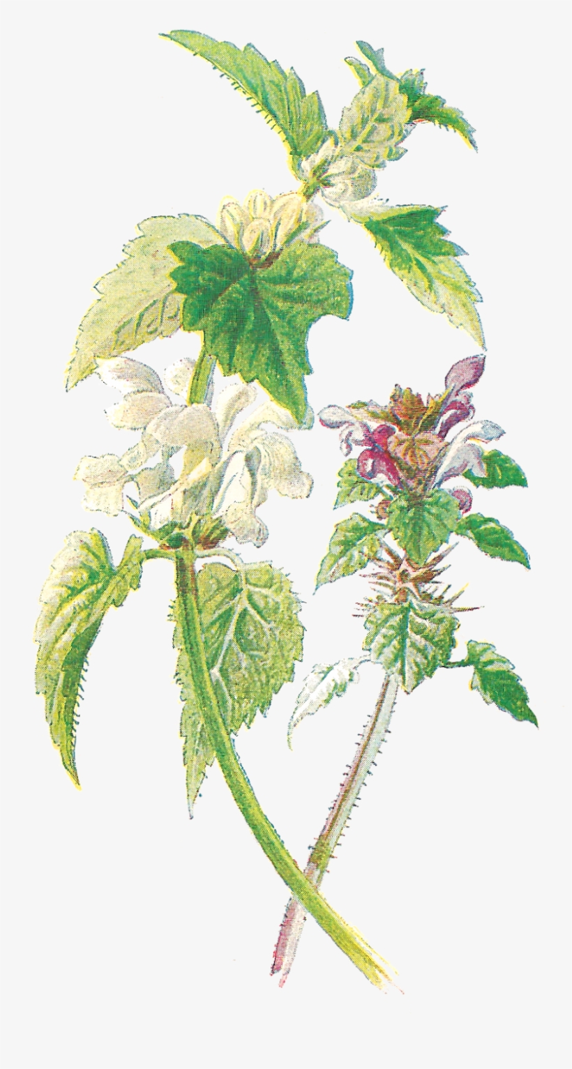 Wildflower Clipart Botanical Illustration - Maria Sibylla Merian Single Flower, transparent png #2611152