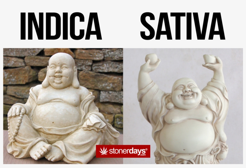 #sativa Who Do You Likepic, transparent png #2611304