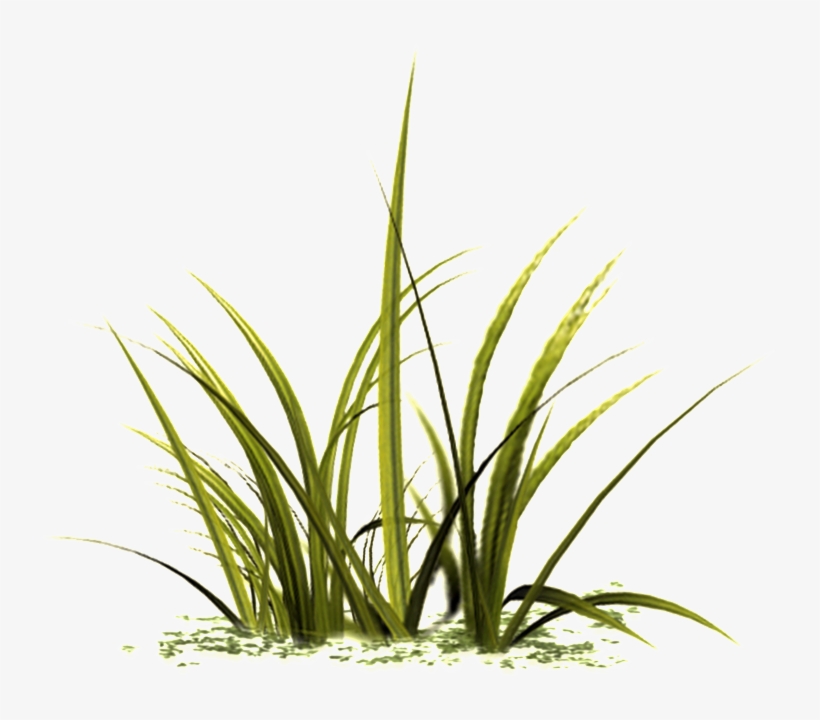 Beautiful Grass Transparent - Portable Network Graphics, transparent png #2611711
