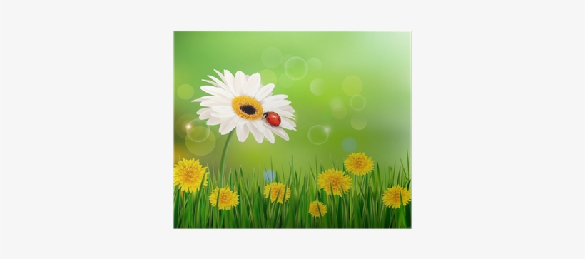 Summer Nature Background With Ladybug On White Flower - Cafepress Summer Nature Background Square Car Magnet, transparent png #2611885