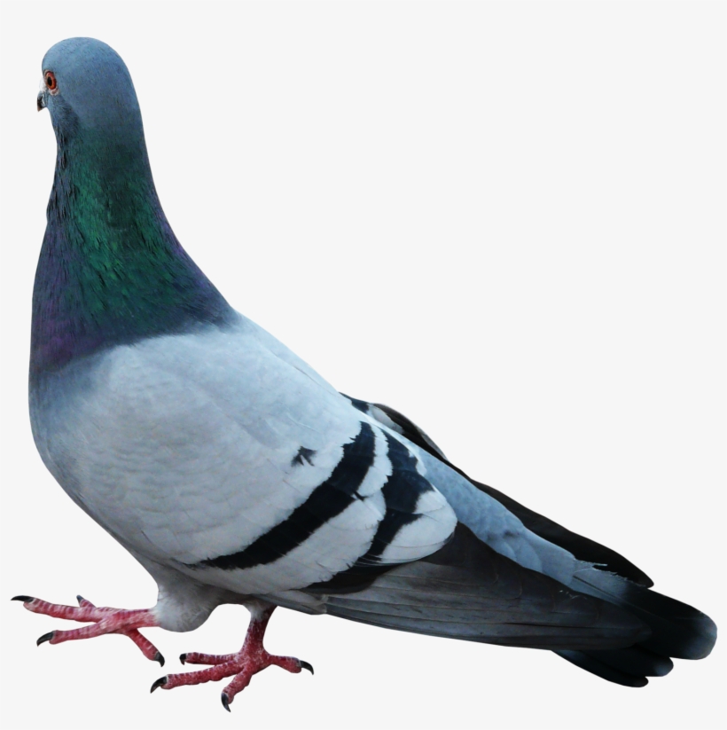 Transparent Feathers Pigeon - Pigeons Feather, transparent png #2613487