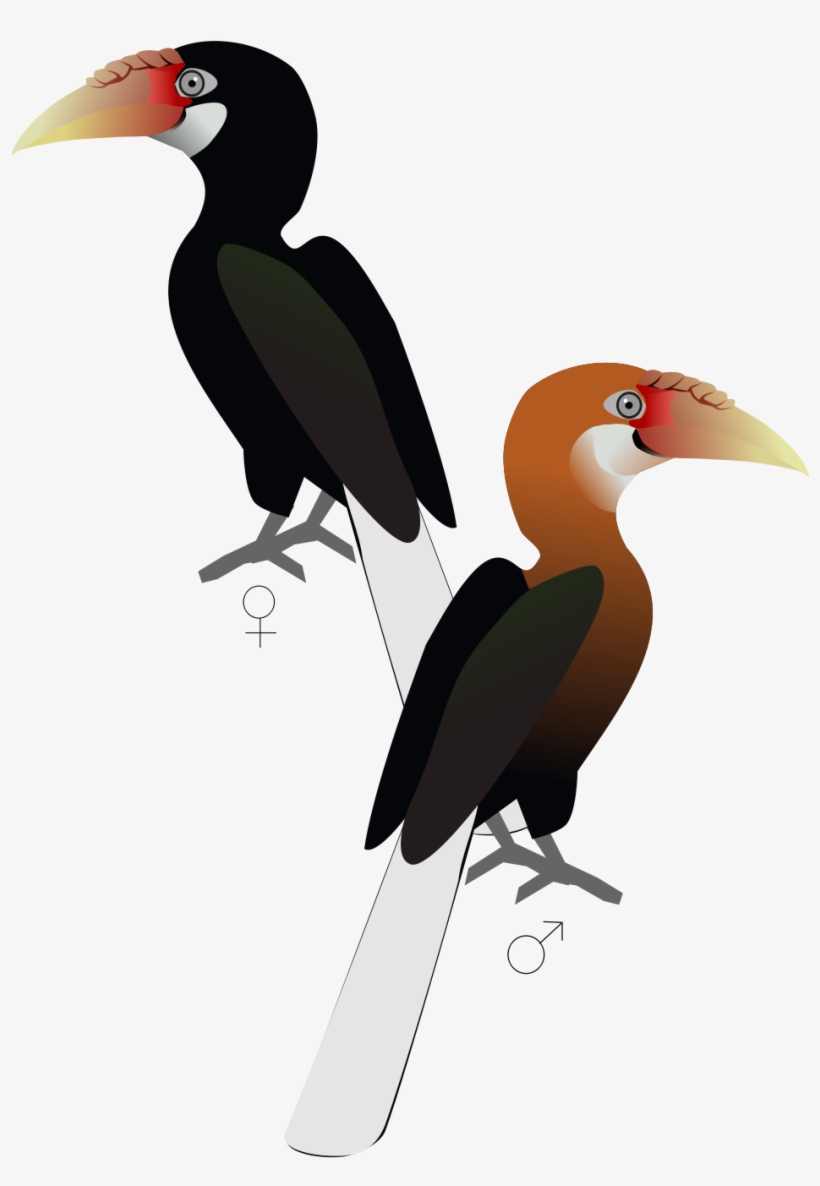 Narcondam Hornbill, transparent png #2613682