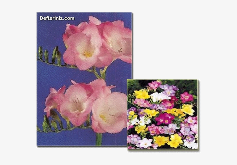 Fresia - - Carnival Freesia Single Bulb Super Mix 100 Pack One, transparent png #2614553