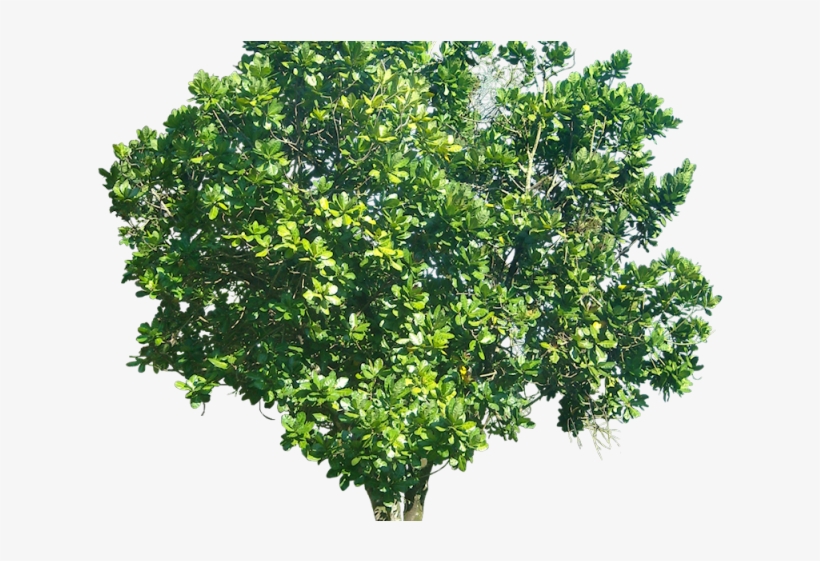 Tree Transparent Background - Tree With Transparent Background, transparent png #2615652