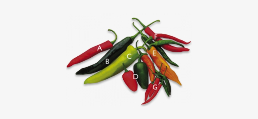 Chilli Peppers - Chili Pepper, transparent png #2618151