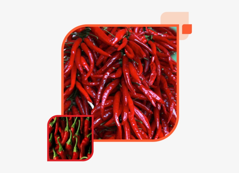 We Are Able To Provide Two Types Of Indian Chillies - Chili Pepper, transparent png #2619021