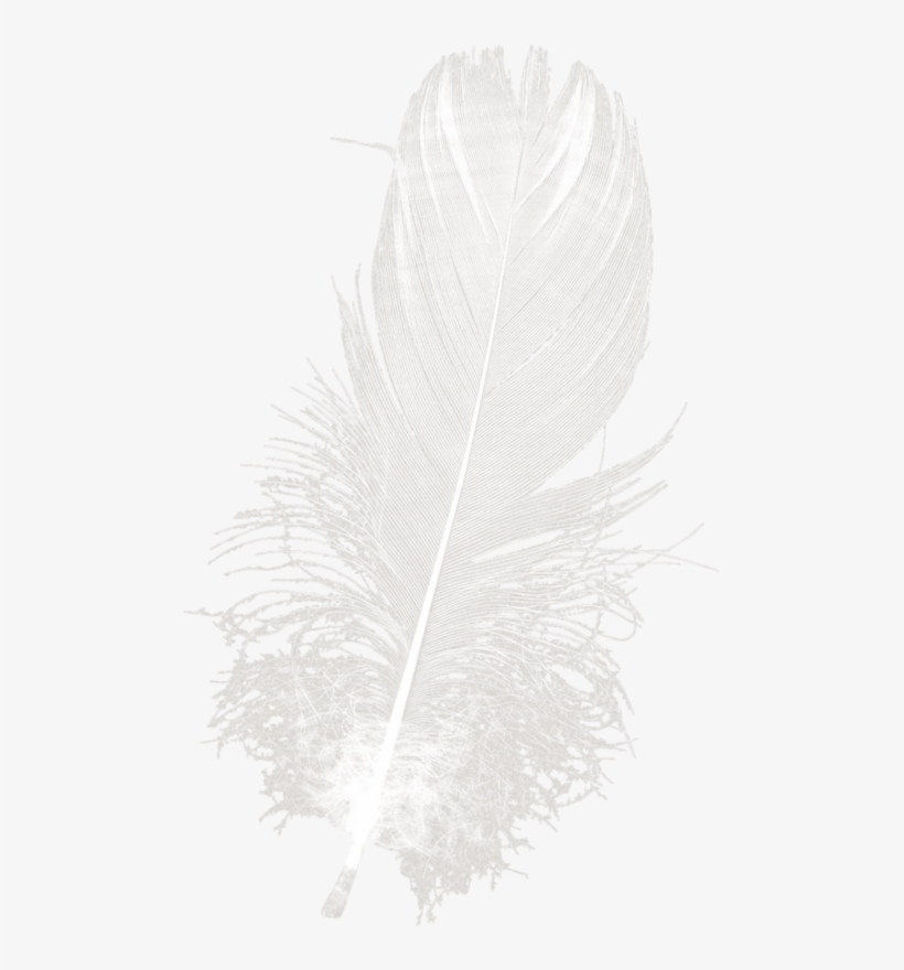 Thaliris Unepoesiededouceur El02 - Illustration, transparent png #2619259
