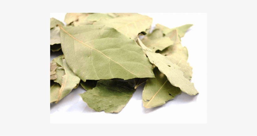 Plant Pathology, transparent png #2619487