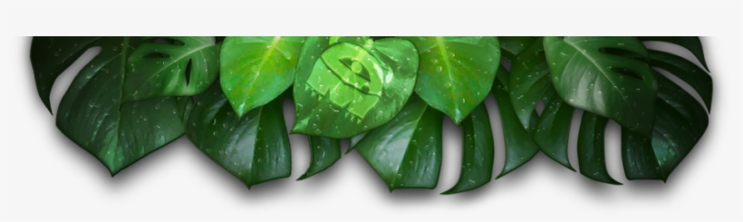 Leavesheader - Dew, transparent png #2619658