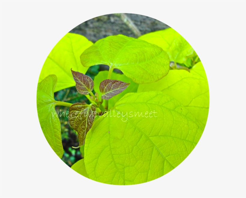 The Striking Fluorescence Of The Catalpa Leaves Viewed - Plant Pathology, transparent png #2619725