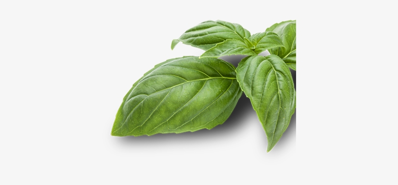 Your Pestonality Is - Cabbage, transparent png #2619766