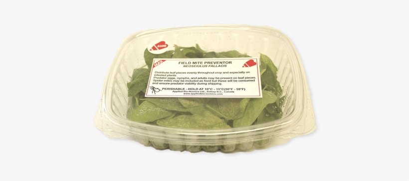 Amblyseius Fallacis - Amblyseius, transparent png #2620021