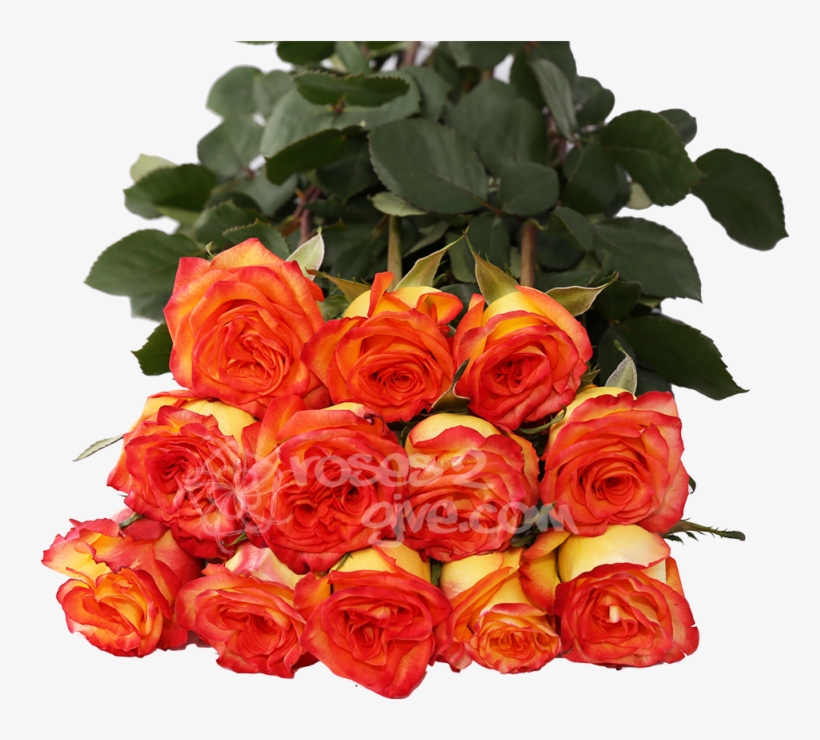 Yellow / Red Bicolor Dozen - Yellow, transparent png #2620285