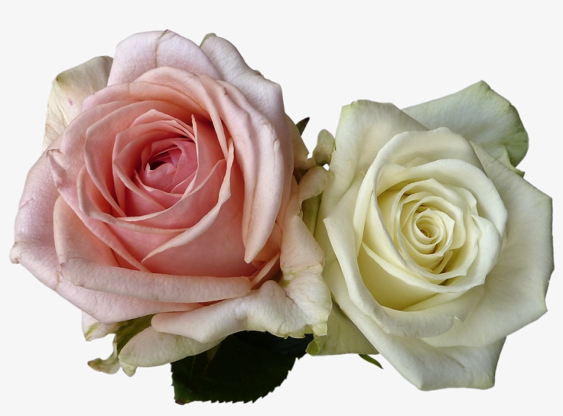 Wedding, Roses, Flowers, Rose Flower, White, Pink - Flores Rosa E Branca Png, transparent png #2620514