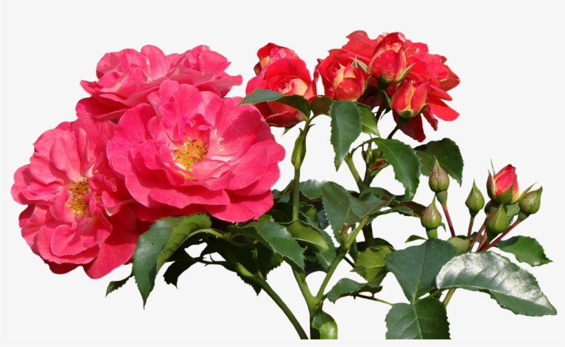 Roses,love,valentine's Day,rose - Garden Roses, transparent png #2620594