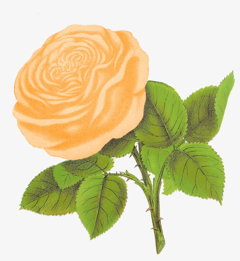 I Can Imagine Any One Of These Pretty Antique Rose - White Roses Illustration Png, transparent png #2620668